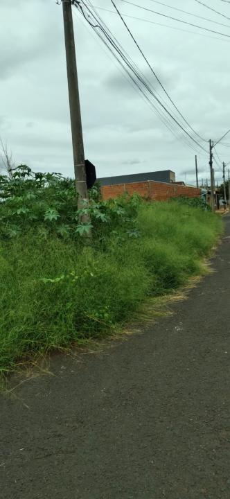 Foto 6 de 6 — Morador reclama de terreno abandonado em Araraquara; 'já vi escorpiões, aranhas e ratos'